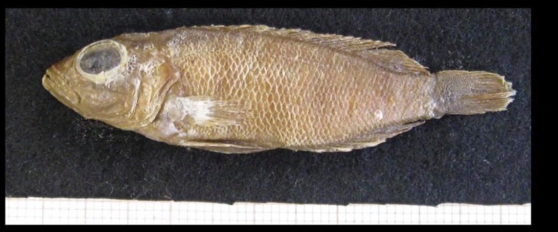 Lepidiolamprologus hecqui